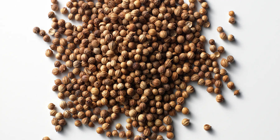 Koriandersamen – aromatisches Gewuerz fuer orientalische, asiatische und mediterrane Gerichte