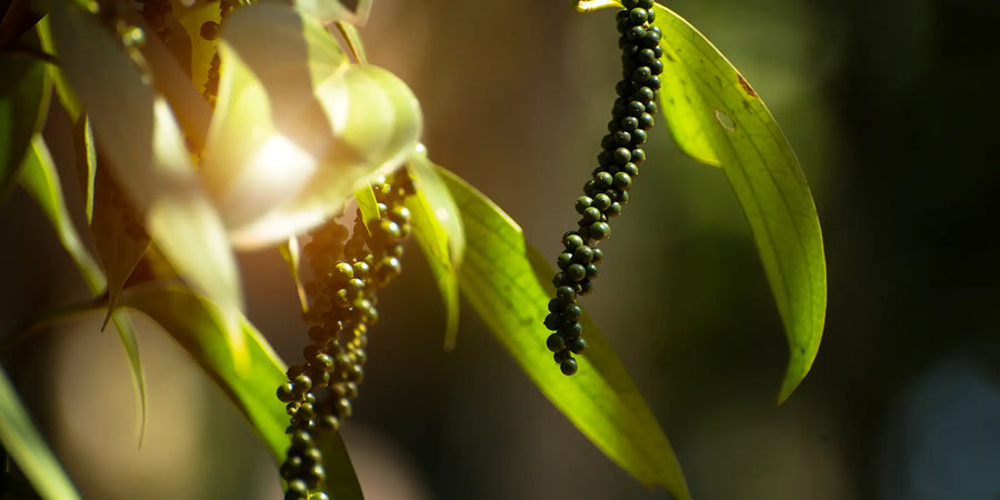 Verschiedene Pfeffersorten – Pfefferarten mit unterschiedlichem Aroma und Schaerfe