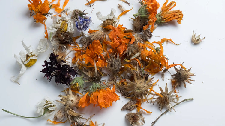 Auswahl getrockneter essbarer Blüten mit intensiven Farben